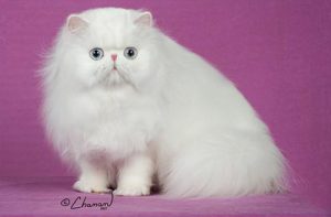 Lilly - blue eyed white Persian