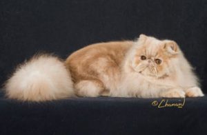 Miss Dior - cream tabby Persian female