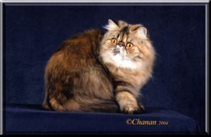 CH Topcattery Tatiana of Windy Valley