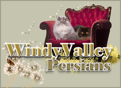 Windy Valley Persians Banner