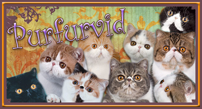 Purfurvid Exotic & Persian Cats