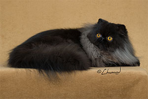 black Persian cat female