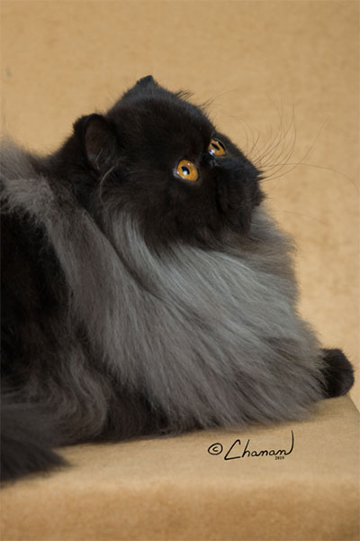 black Persian cat female