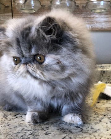 bluecream Persian female kitten