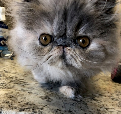 bluecream Persian female kitten