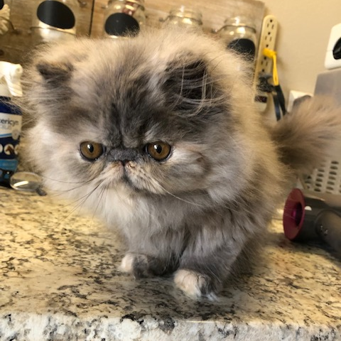 bluecream Persian female kitten