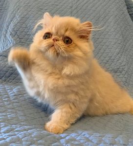 Cream Male Persian Kitten Available | Windy Valley Persian Cats