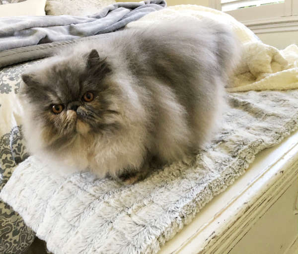 Bluecream Female Available | Windy Valley Persian Cats