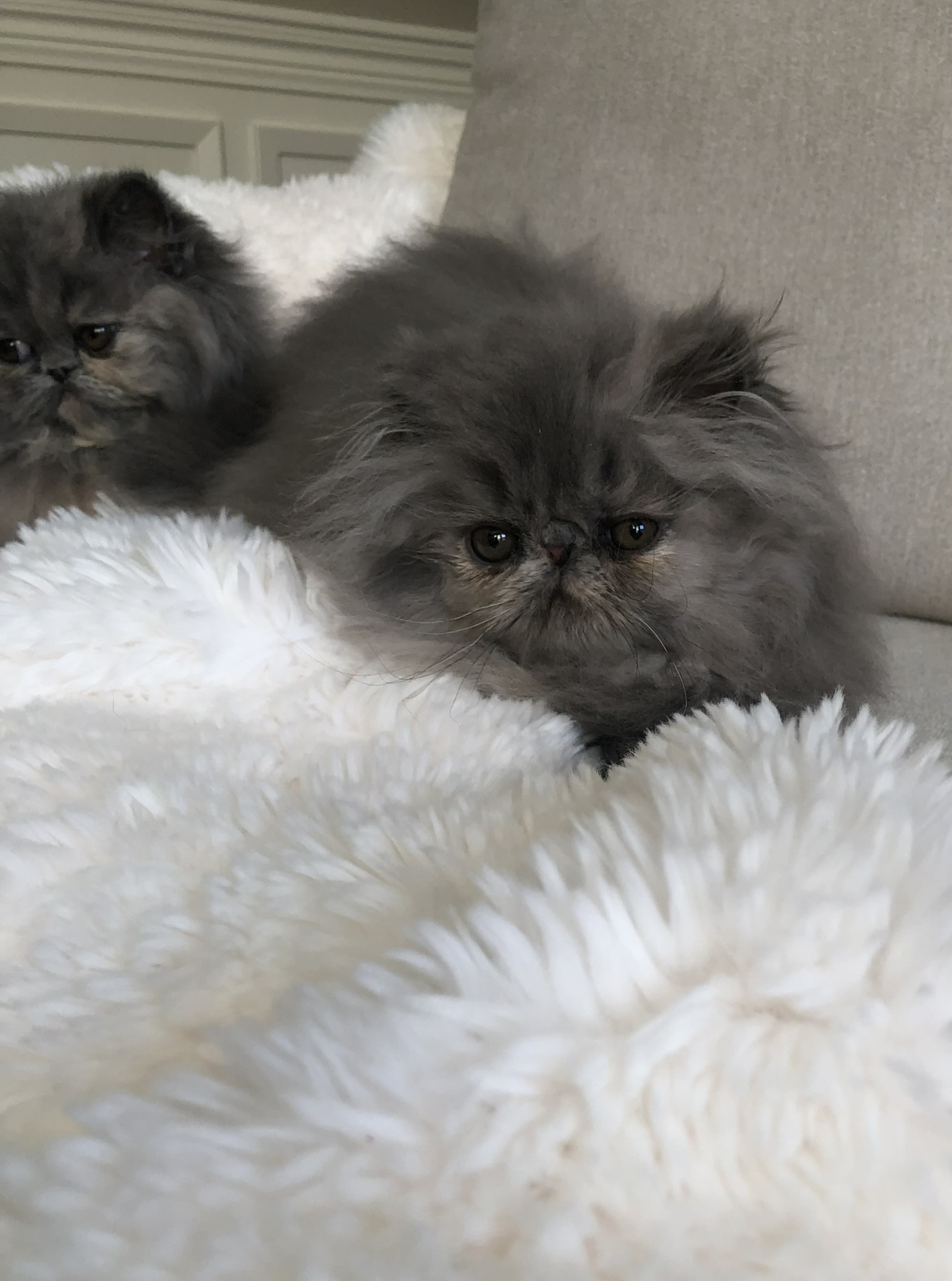 Available Bluecream Kittens!