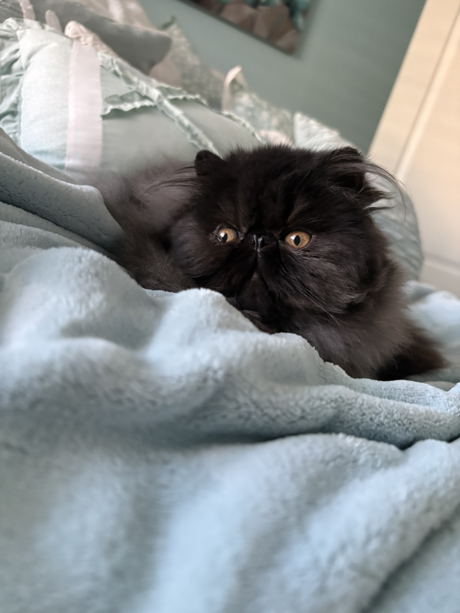 black male persian kitten
