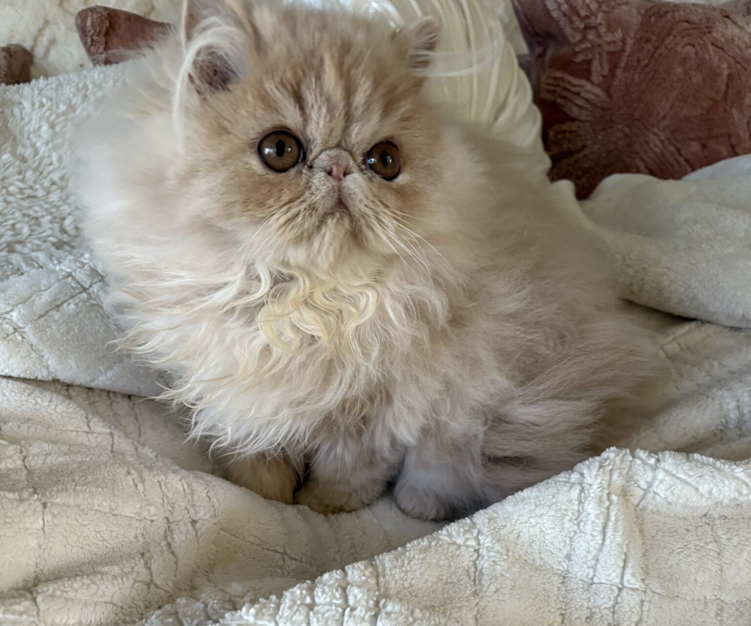Cream female Persian kitten