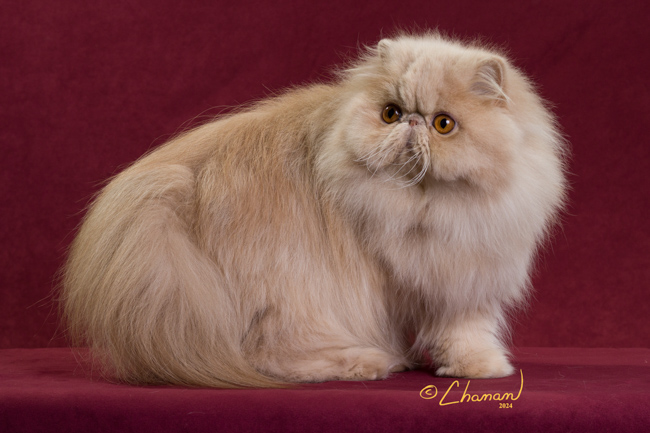 GC Kirydashi Rapunzel of WindyValley 2