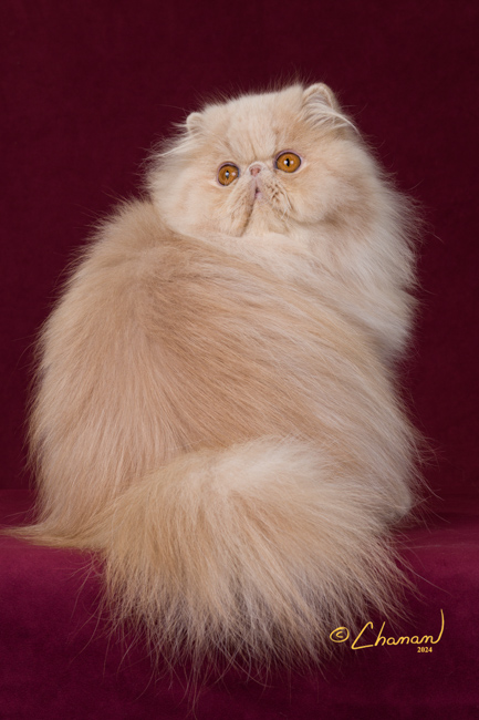 GC Kirydashi Rapunzel of WindyValley 1