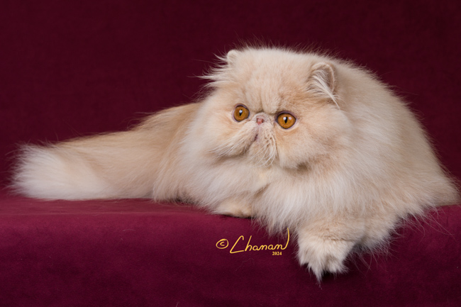 GC Kirydashi Rapunzel of WindyValley 4