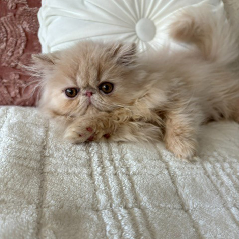 Cream Female Persian Kitten A 4 - July 2026