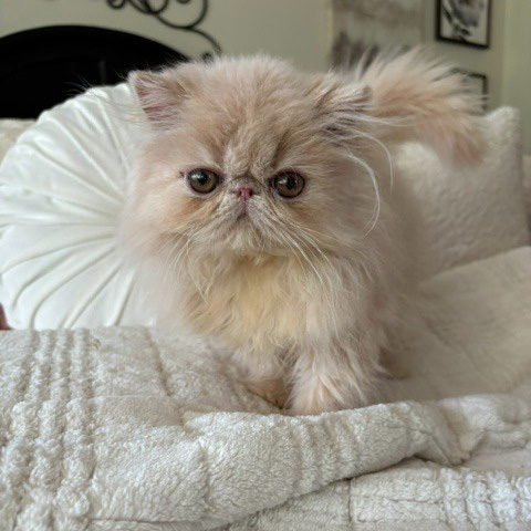 Cream Female Persian Kitten A 3 - July 2026