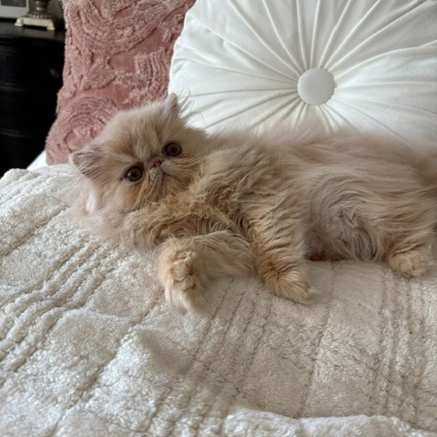 Cream Female Persian Kitten A 2 - July 2026