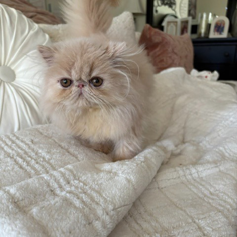 Cream Female Persian Kitten A 1 - July 2026