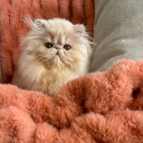 Cream Female Persian Kitten B 1 - July 2026