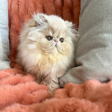 Cream Female Persian Kitten B 4 - July 2026