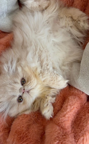Cream Female Persian Kitten B 3 - July 2026