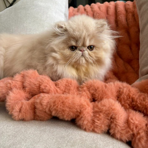 Cream Female Persian Kitten B 2 - July 2026