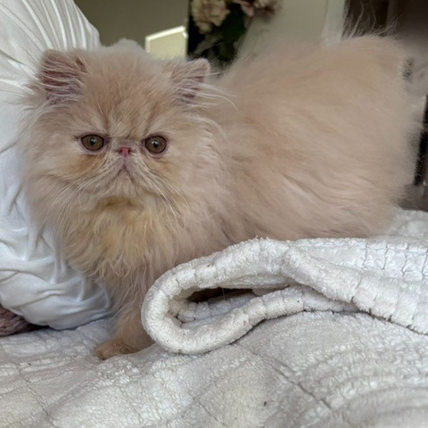 Cream Male Persian Kitten D - July 2026