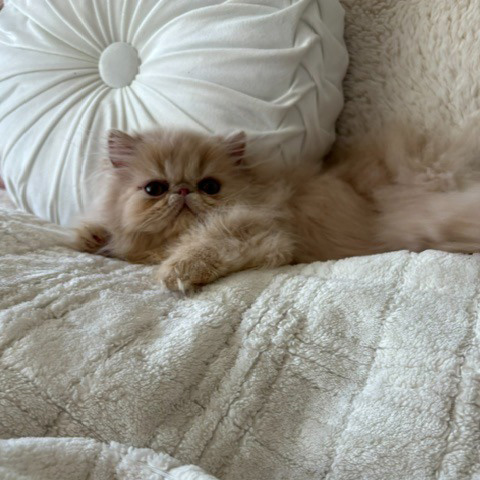 Cream Male Persian Kitten C - July 2026