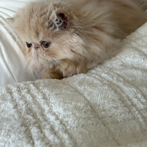 Cream Male Persian Kitten B - July 2026