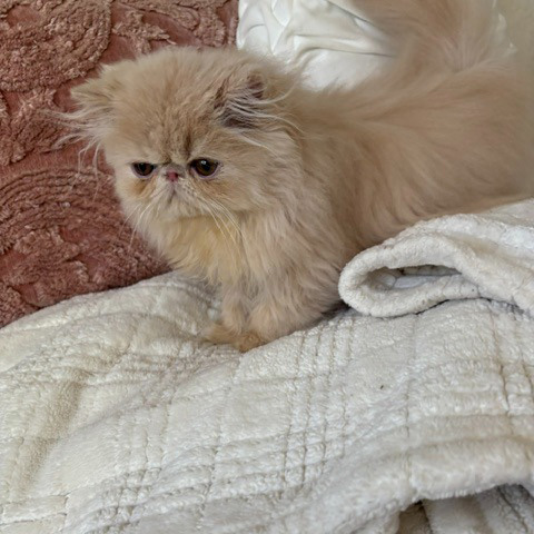Cream Male Persian Kitten A - July 2026